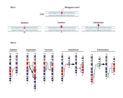 17 Types Of Mutations Alunga20conceptsofmolecularbiology Github Wiki