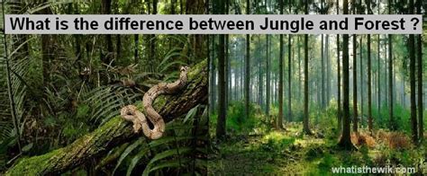 Jungle And Forest Differencebetweenjungle And