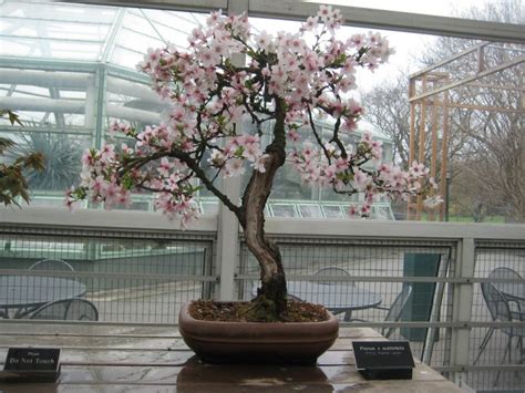 Cherry Blossom Bonsai Ann McClellan