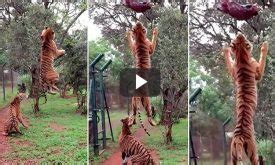 Tigre Salta Para Agarrar Un Trozo De Carne Video Increible Salto