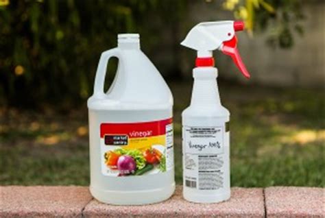 If you can move the piece of carpeting or rug outside the house, do so. 3 Natural Ways To Remove Mold From Car Seats and Interior ...