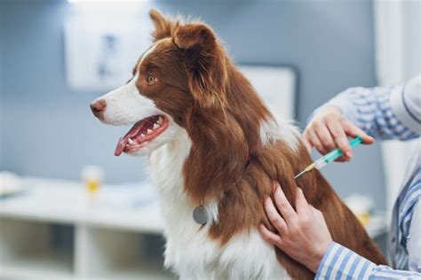 Plano de saúde para cachorro vale a pena Veja Petlove