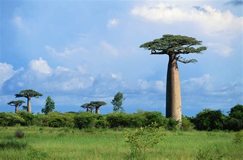 Plants And Nations Madagascar Cgtn