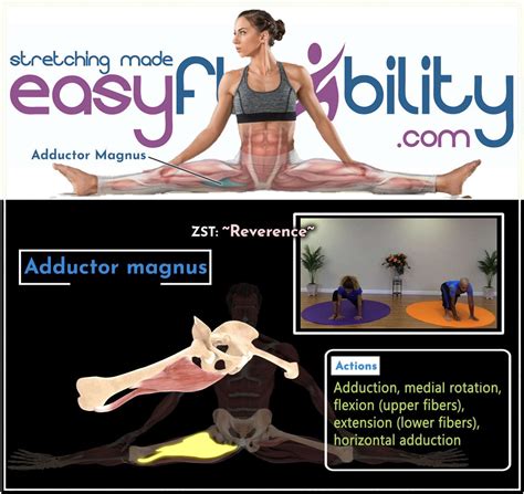 Want Flexible Adductors Easyflexibility