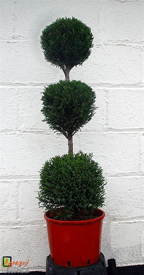 Just like with any craft you watch a tutorial for, you're also welcome (and, in fact, encouraged) to put your own spin on the simple details, like colour schemes and finished presentation. Plant Sculpture Archives - Bespoke topiary plant sculptures