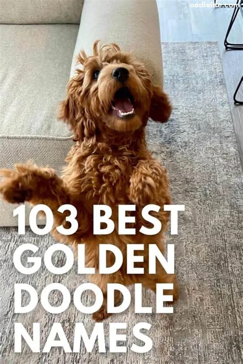 103 Best Goldendoodle Names Male And Female Organized Oodle Life