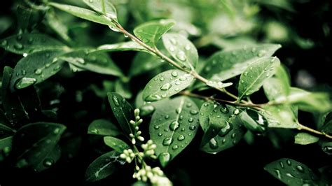 Wallpaper Leaves Depth Of Field Nature Plants Water Drops Branch