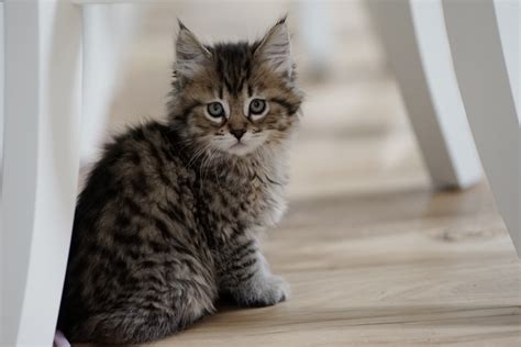 Explore unique traits, cat care, maine coon kittens for sale, and so much more. Maine Coon Cats For Sale | Mount Vernon, WA #282467