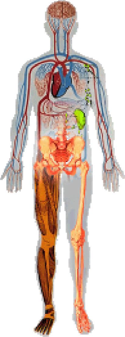 Human Body Systems And Functions Modernheal Com