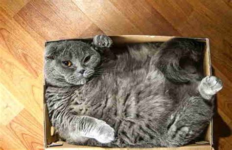 15 Cats Who Refuse To Accept That Their Boxes Are Too Small The Dodo