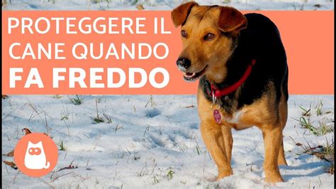 Il cane domestico, in libertà, non si allena: Proteggere il cane dal freddo 🐶 ️ Consigli e precauzioni ...