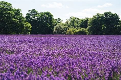 9 Plantes relaxantes contre l'anxiété, le stress, la nervosité et l