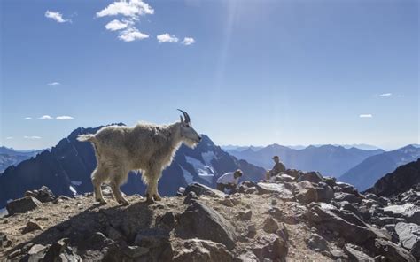 Sahale Glacier Camp Goats 4 Andy Porter Images