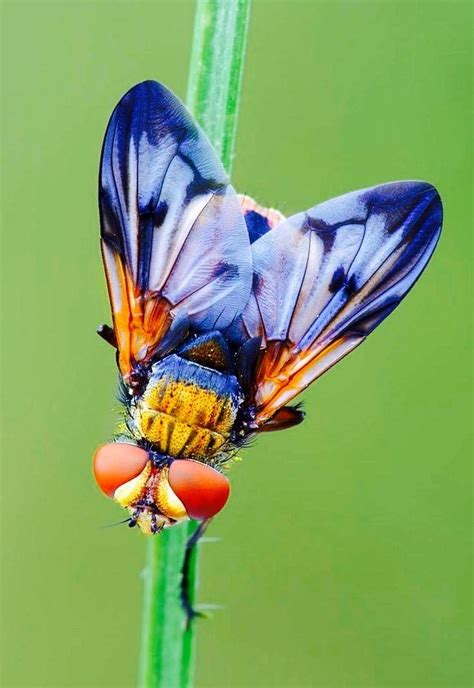 Wild Looking Fly Beautiful Bugs Insect Photography Insects