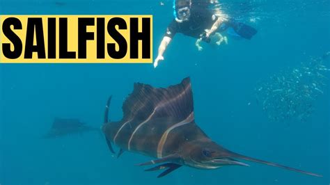 Virtual Encounters 5 Snorkel With Sailfish In The Waters Of Cancun