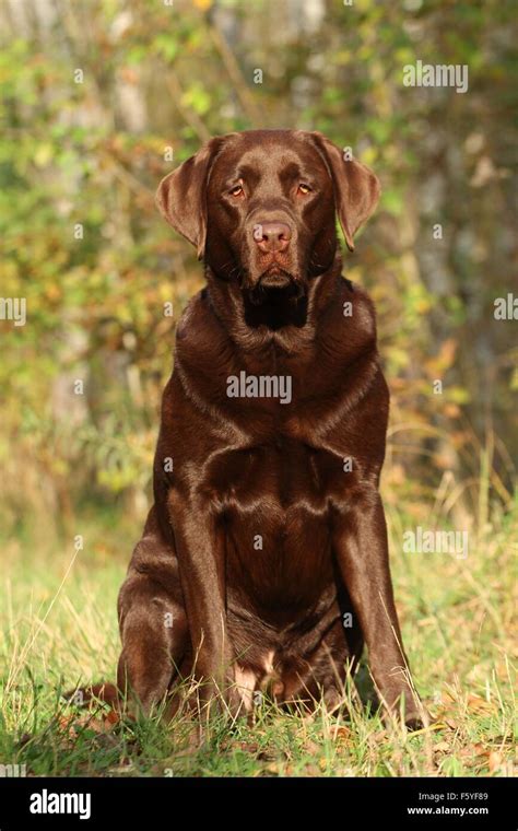 Sitting Labrador Retriever Stock Photo Alamy