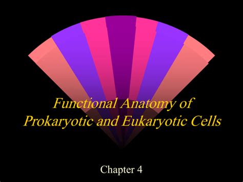 functional anatomy of prokaryotic and eukaryotic cells chapter 4