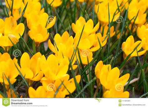 Beautiful Crocuses Flowers In Garden Spring Yellow Flowers Crocuses
