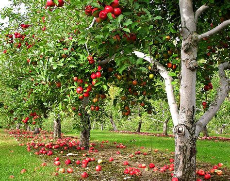 Apple trees could be found in the orchard biome and were a source of apples. How Much Sunlight Is Needed to Grow Apple Trees? | Garden Guides