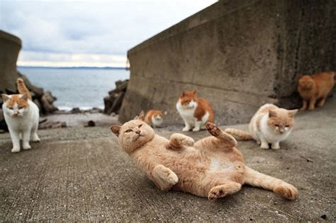 Visit Tashirojima Japan Cat Island Cat Island Cat Heaven Cat Lovers