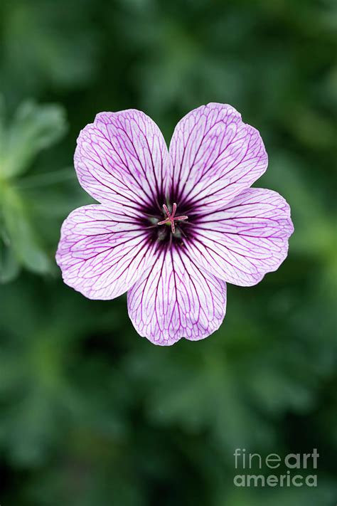 Geranium Cinereum Laurence Flatman Photograph By Geoff Kiddscience