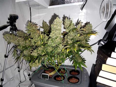 250w Cannabis Grow Journal 62 Oz Yield Grow Weed Easy