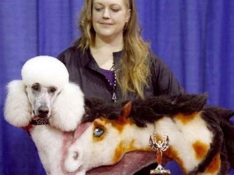 25 Extreme Dog Haircuts Holytaco Dog Grooming Dog Haircuts Poodle