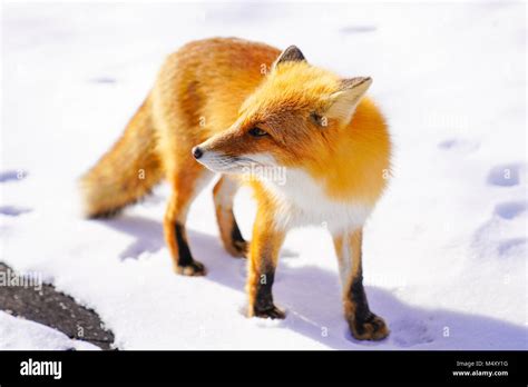 Ezo Red Fox Stock Photo Alamy