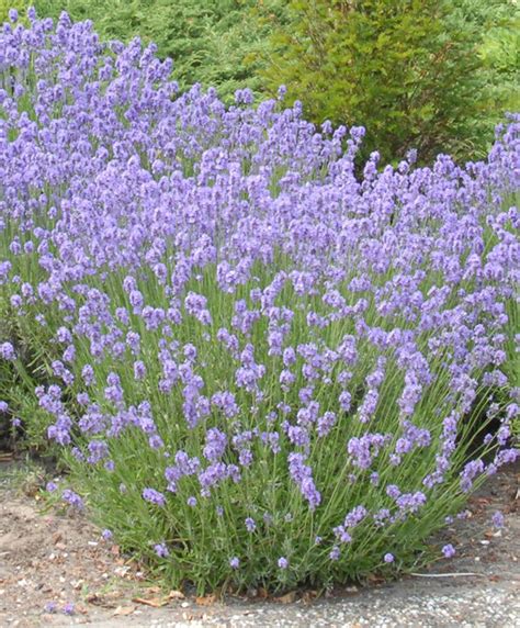 Steenanjer Munstead Lavender Lavandula Classic Garden
