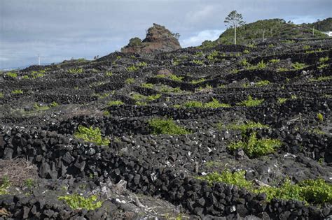 Portugal Azores Madalena Hillside Vineyard Surrounded By Basaltic