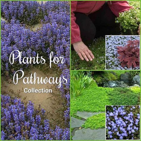 Mazus Reptans Purple 1000 In 2020 Urban Garden Beautiful Flowers