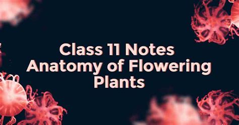 Anatomy Of Flowering Plants Class 11 Notes Vidyakul