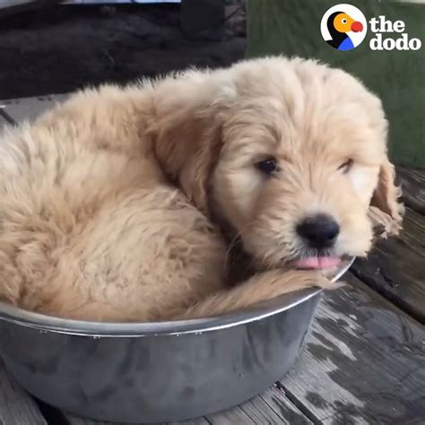The Dodo On Twitter Sometimes Puppies Learn Things The Hard Way And Its Adorable 💕 Via