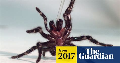 A Bite From An Australian Funnel Web Spider Can Kill A Human In 15