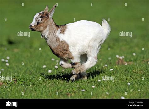 Baby Goat Running Hi Res Stock Photography And Images Alamy
