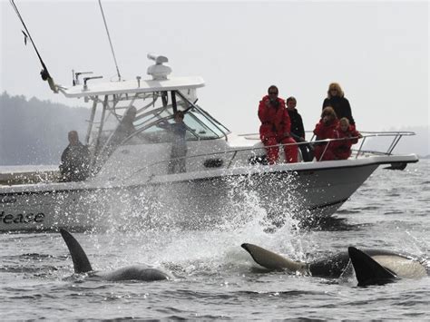 Experience Whale Watching In British Columbia Canadian Wildlife