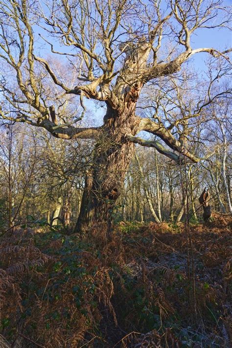 Bare Ancient Oak Tree In Sherwood Forest Stock Photo Image Of