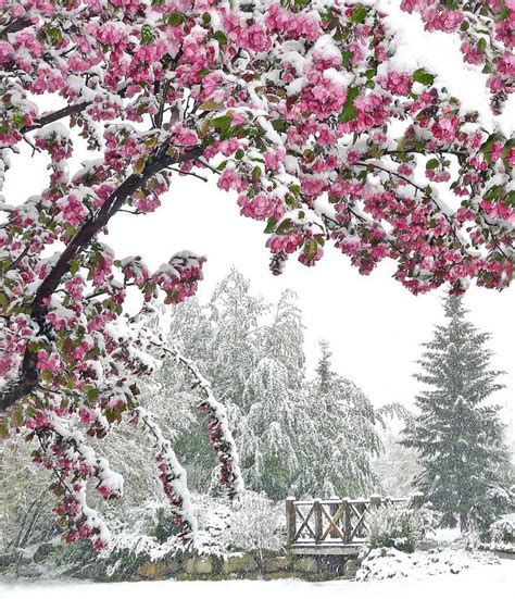 Cherry Blossom On Snow Favorite Places And Spaces Pinterest