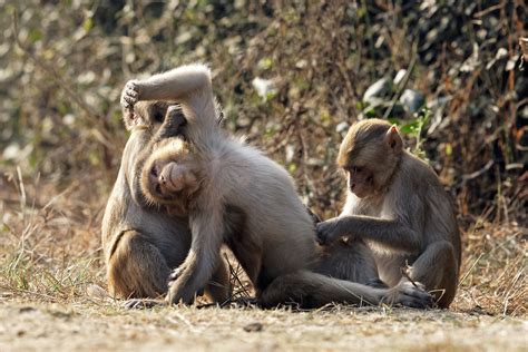 Is It Serious Doc Monkeys Monkeying Around ZeePack Flickr