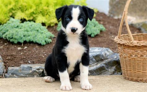 Border Collie Mix Puppies For Sale Keystone Puppies