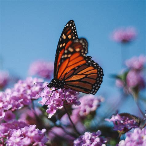 Here are 10 best varieties of flowers you can plant in your garden to invite butterflies. 10 Colorful Annual Flowers that Attract Butterflies ...