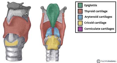 The Larynx Cartilages Muscles Teachmeanatomy My XXX Hot Girl