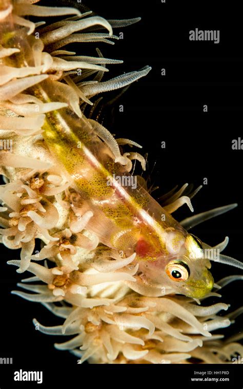 Wire Coral Goby On A Black Background Stock Photo Alamy