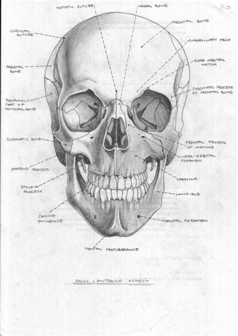 The nasal bone is a paired flat bone located at the upper third of the nose bridge. nasal bone's shape Skull Anterior Aspect by FATRATKING | Koponya