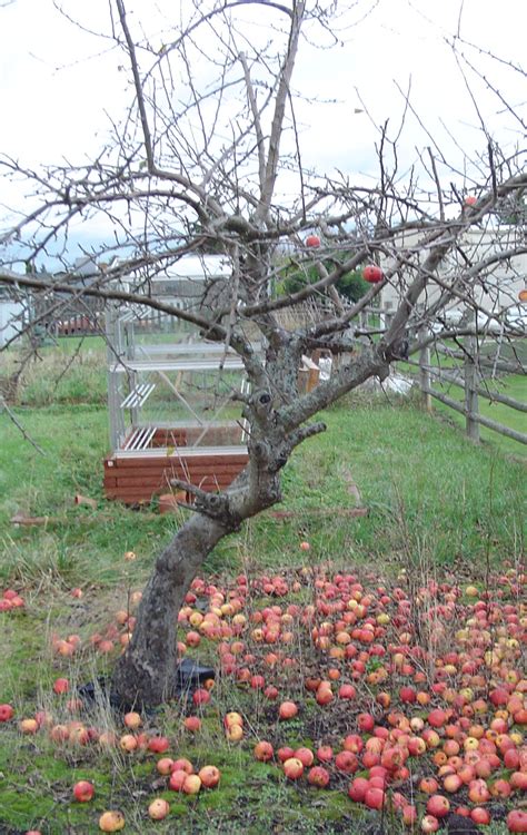 Ideas From An Apple Tree Conrad Askland Blog