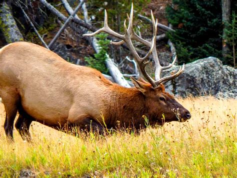 The Very Best Places To See The Animals Of Yellowstone National Park