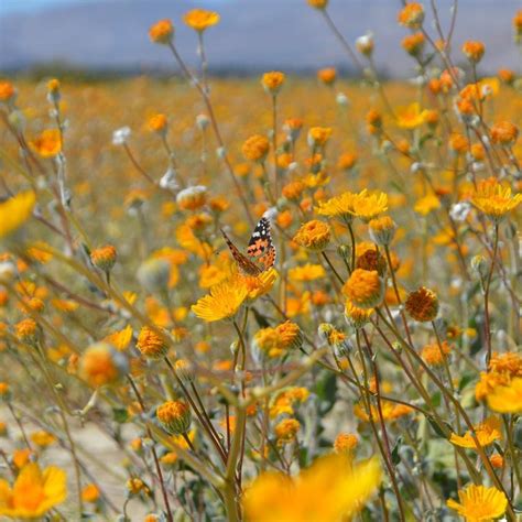 Now through may 13, you can take in 50 acres of awesome color in bloom on a hillside debbie lavdas is a southern california freelance writer who's wild about flowers—all kinds. Super Bloom Pictures: Wildflowers in the Southern ...