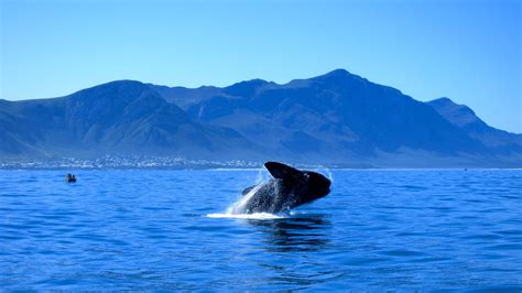 Whale Watching Hermanus The Expedition Project