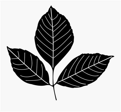 Ash Leaf Silhouette Free Transparent Clipart Clipartkey