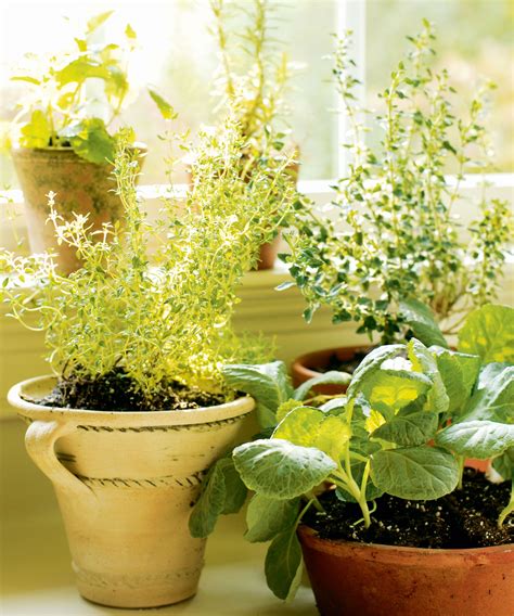 Growing Herbs Indoors How To Grow A Windowsill Herb Garden Homes